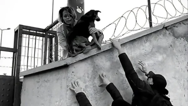 ΕΜΣΤ: Δύο βραδιές προβολών και μια ομιλία στο πλαίσιο της έκθεσης Why Look at Animals? – Δικαιοσύνη για τη μη ανθρώπινη ζωή