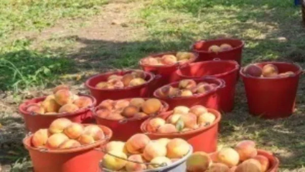 Αυστηρότερους και καλύτερους ελέγχους στα εισαγόμενα αγροδιατροφικά προϊόντα ζήτησε η Ελλάδα στο Συμβούλιο Υπουργών Γεωργίας της ΕΕ