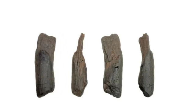 Στη Μεγαλόπολη Αρκαδίας τα αρχαιότερα γνωστά ξύλινα εργαλεία παγκοσμίως - Η παλαιοανθρωπολόγος Κ. Χαρβάτη μιλάει στο ΑΠΕ-ΜΠΕ