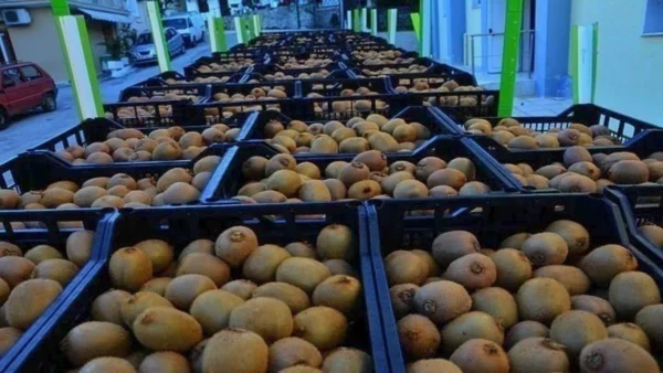 Το ελληνικό ακτινίδιο ενισχύει τη θέση του στις παγκόσμιες αγορές – Από 1ης Μαρτίου ανοίγει ο δρόμος για το Βιετνάμ