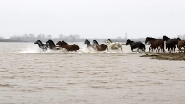 Εντυπωσιακές εικόνες άγριας φύσης στο Δέλτα του Έβρου με άλογα να διασχίζουν τον ποταμό