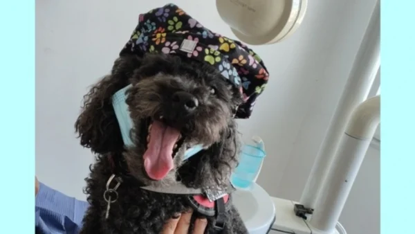 Από τον δρόμο, βοηθός σε οδοντιατρείο – Η τετράποδη Άριελ που διώχνει το άγχος για τον τροχό και τη σύριγγα