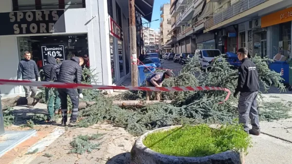 Σέρρες: Έγειρε το δέντρο και το έκοψαν για να μην πέσει - video