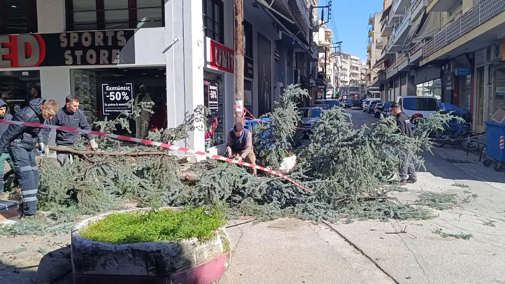 Σέρρες: Έγειρε το δέντρο και το έκοψαν για να μην πέσει - video