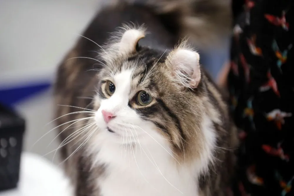 Ο Ντέβιντ Μπαντιέλ φέρνει τις γάτες στο προσκήνιο στη σειρά «David Baddiel: Cat Man»