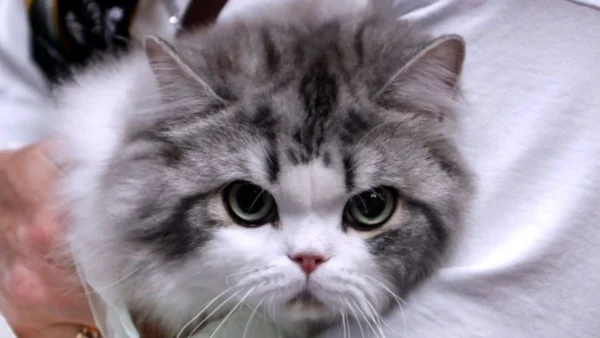 Ο Ντέβιντ Μπαντιέλ φέρνει τις γάτες στο προσκήνιο στη σειρά «David Baddiel: Cat Man»