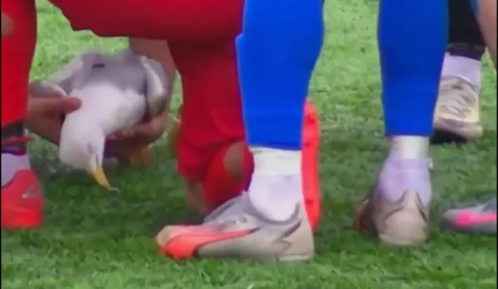 Γλάρος επανήλθε στη ζωή με ΚΑΡΠΑ έπειτα από χτύπημα μπάλας σε ποδοσφαιρικό αγώνα