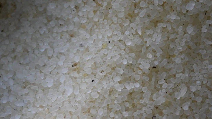 Πολύτιμα για τη Χίο τα «δάκρυα» του μαστιχόδεντρου