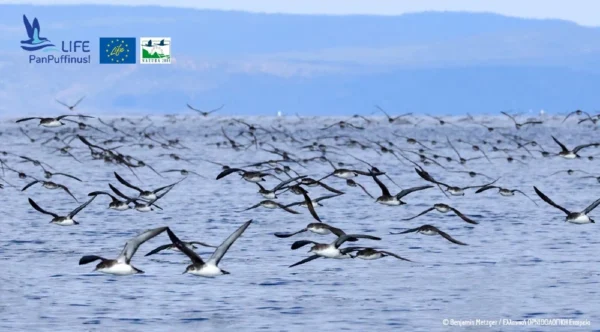 Ελληνική Ορνιθολογική Εταιρεία: Πέντε χρόνια δράσης για την προστασία των Μύχων της Μεσογείου