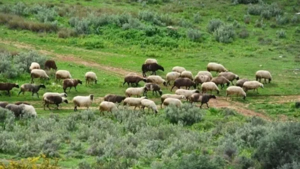 Εθνική αντεπίθεση κατά της ευλογιάς: 97 στρατιωτικοί κτηνίατροι στο πεδίο