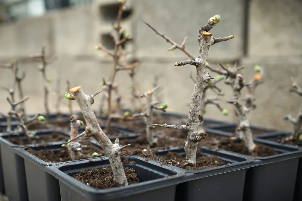 Κήπο της «κοινωνίας και των πολιτών» δημιούργησε στη Ρόδο η υπηρεσία Πρασίνου του δήμου