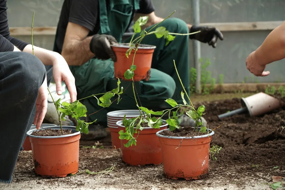 Κήπο της «κοινωνίας και των πολιτών» δημιούργησε στη Ρόδο η υπηρεσία Πρασίνου του δήμου