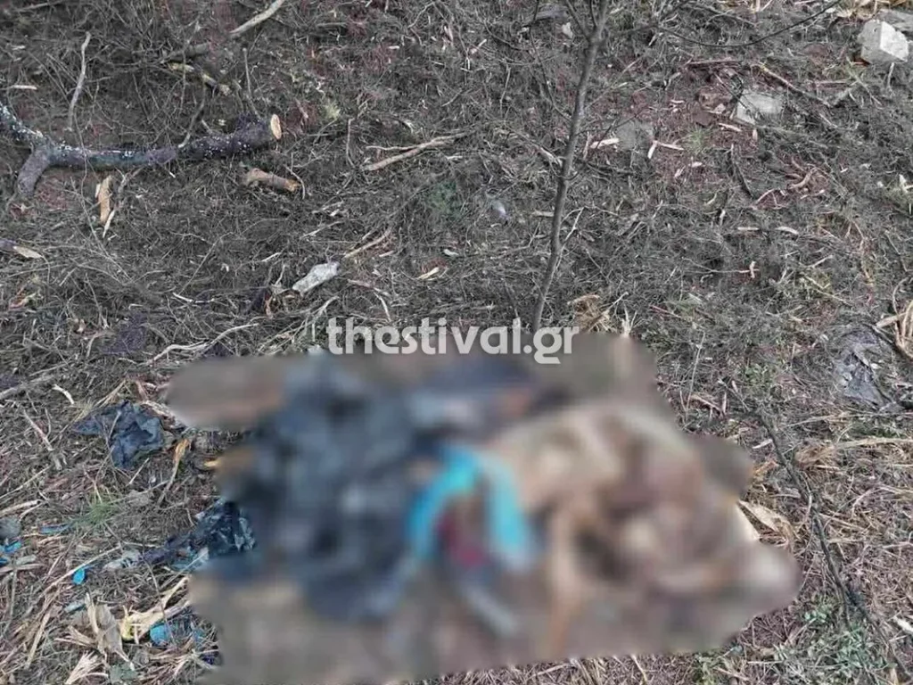 Χαλκιδική: Ανθρώπινα μέλη εντοπίστηκαν σε έκταση στο Πευκοχώρι