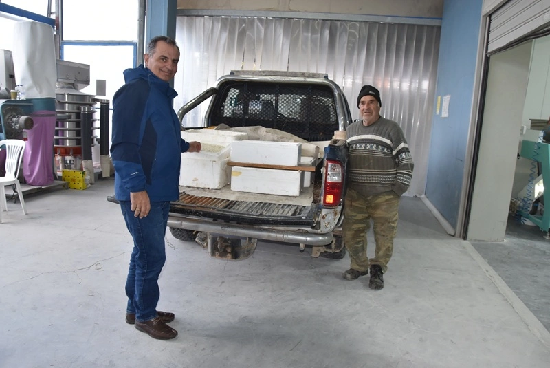 Πολύτιμα για τη Χίο τα «δάκρυα» του μαστιχόδεντρου