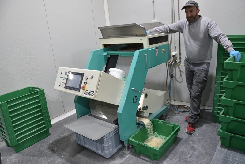 Πολύτιμα για τη Χίο τα «δάκρυα» του μαστιχόδεντρου