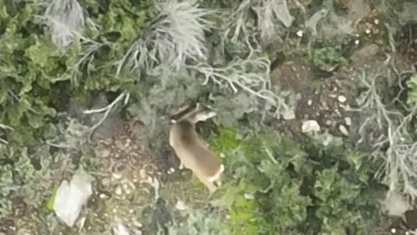 Ζευγάρι ζαρκαδιών καταγράφηκε στο Σέιχ Σου με τη θηλυκιά να φαίνεται έγκυος