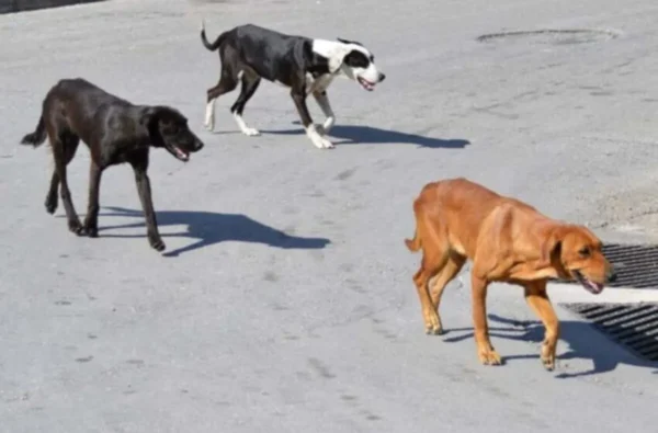 Θεσσαλονίκη: Σε ακατάλληλες συνθήκες ζούσαν 68 σκυλιά - Σύλληψη 55χρονου και πρόστιμο 68.500 ευρώ