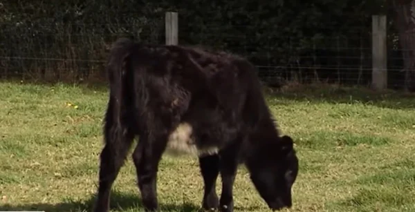 Νέο πλήγμα για τον κτηνοτροφικό κόσμο: Ανησυχία για την εξάπλωση του αφθώδους πυρετού - Έκκληση για άμεσο εμβολιασμό - video