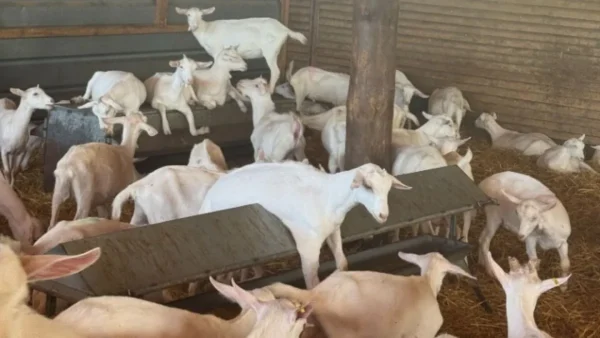 ΥΠΑΑΤ: 45 προσλήψεις για την αντιμετώπιση της ευλογιάς αιγοπροβάτων