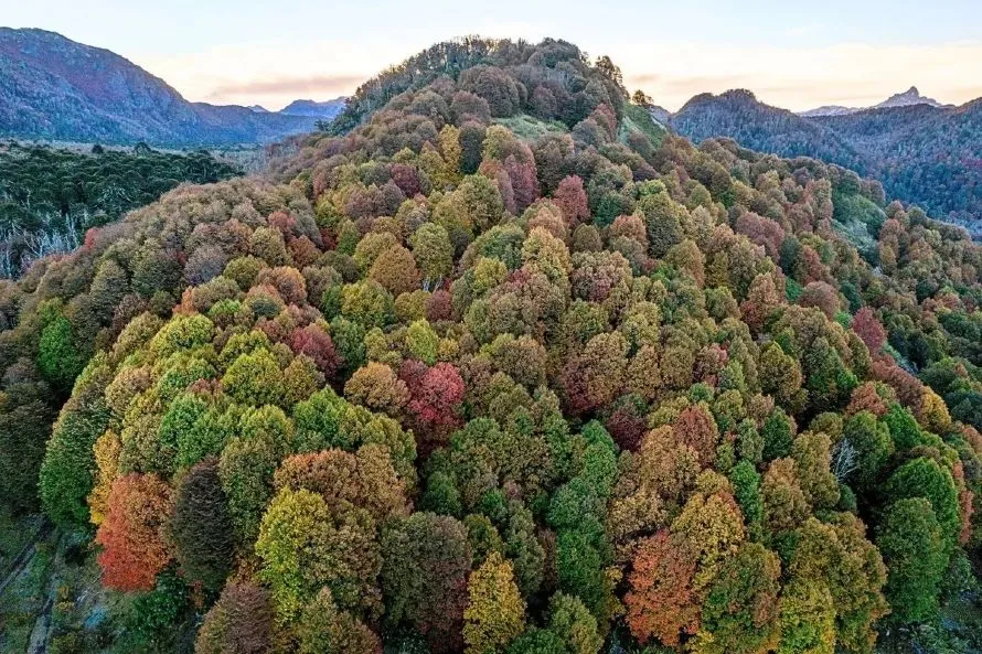 Οι επιστήμονες ερεύνησαν το έδαφος κάτω από ένα από τα αρχαιότερα δέντρα της Γης – Αυτό που ανακάλυψαν είναι συγκλονιστικό