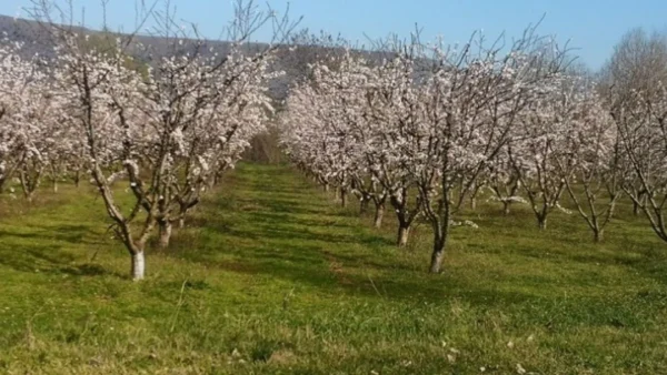 Πώς υποδέχονταν οι καραγκούνηδες του κάμπου την άνοιξη
