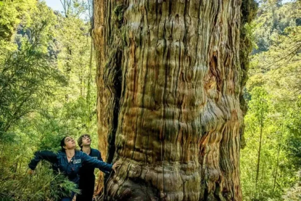 Οι επιστήμονες ερεύνησαν το έδαφος κάτω από ένα από τα αρχαιότερα δέντρα της Γης – Αυτό που ανακάλυψαν είναι συγκλονιστικό