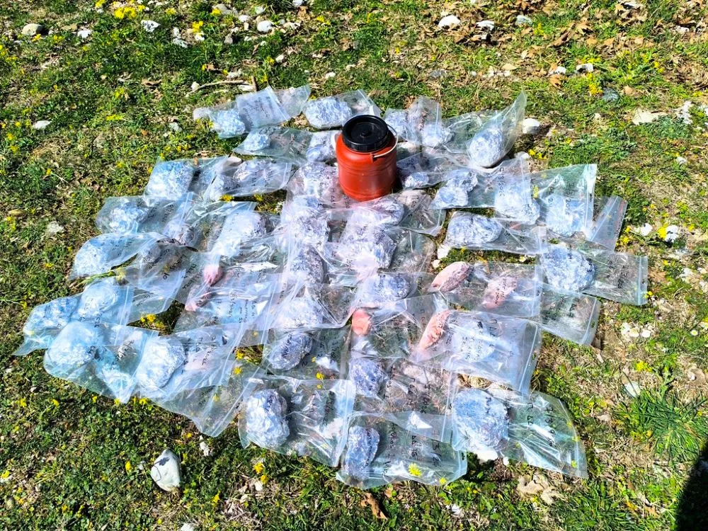 Θεσσαλονίκη: Ποιοι σκοτώνουν την πανίδα στον Γράμμο και την Δαδιά του Έβρου;