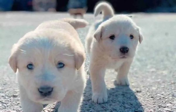 Ασπροβάλτα: Εγκατέλειψε δύο κουτάβια – Δικογραφία και πρόστιμα ύψους άνω των 65.000 ευρώ σε 62χρονο