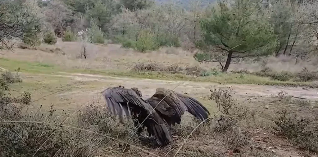 Επέστρεψε στο δάσος της Δαδιάς ο Μαυρόγυπας που εντοπίστηκε σε κρίσιμη κατάσταση λόγω δηλητηρίασης – video
