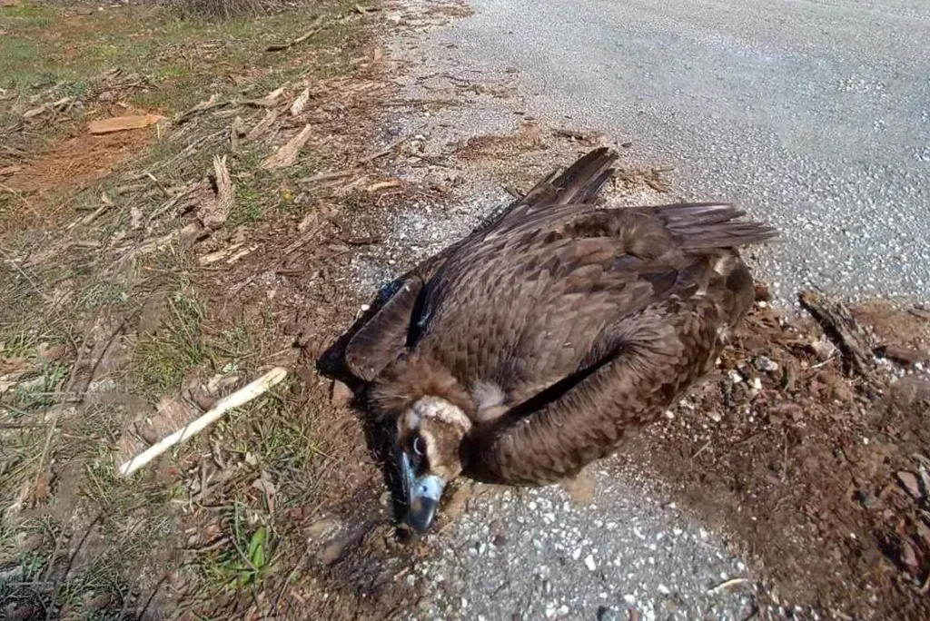 Αλυσίδα θανάτου για τους Μαυρόγυπες στο Εθνικό πάρκο Δαδιάς