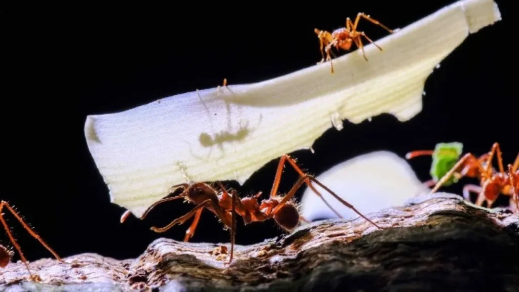 Κένυα: Άνδρας προσπάθησε να εξαγάγει λαθραία 2.000 ζωντανά μυρμήγκια