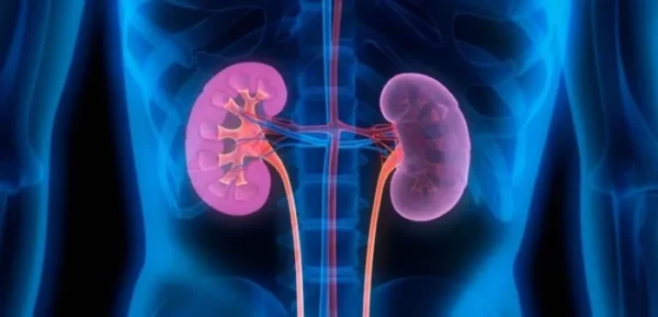 Ένας στους οκτώ κινδυνεύει από νεφρική νόσο – Τα πρώτα σιωπηλά σημάδια- Πώς κάνουμε πρόληψη