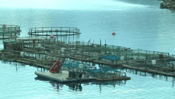 Η οστρακοκαλλιέργεια στην εποχή της κλιματικής κρίσης και η μάχη προσαρμογής των Ελλήνων παραγωγών