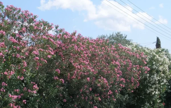 Υπ. Παιδείας - ΕΟΔΥ: Οδηγίες για επικίνδυνο τοξικό φυτό σε σχολεία
