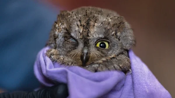 Χελιδόνια και άλλα πουλιά στον αγώνα της μετανάστευσης