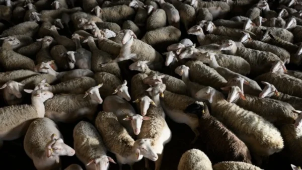 Μυτιλήνη: Αναστέλλουν τη λειτουργία τους οι τυροκομικές μονάδες της Λέσβου-Αδιάθετες καθημερινά μεγάλες ποσότητες γάλακτος