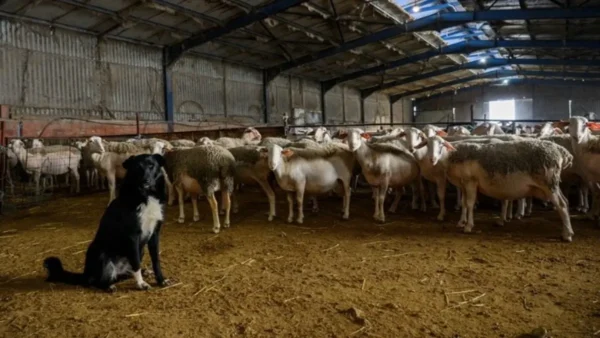 Μυτιλήνη: Καθολικό lockdown στα κτηνοτροφικά προϊόντα της Λέσβου έπειτα από κρούσμα αφθώδους πυρετού