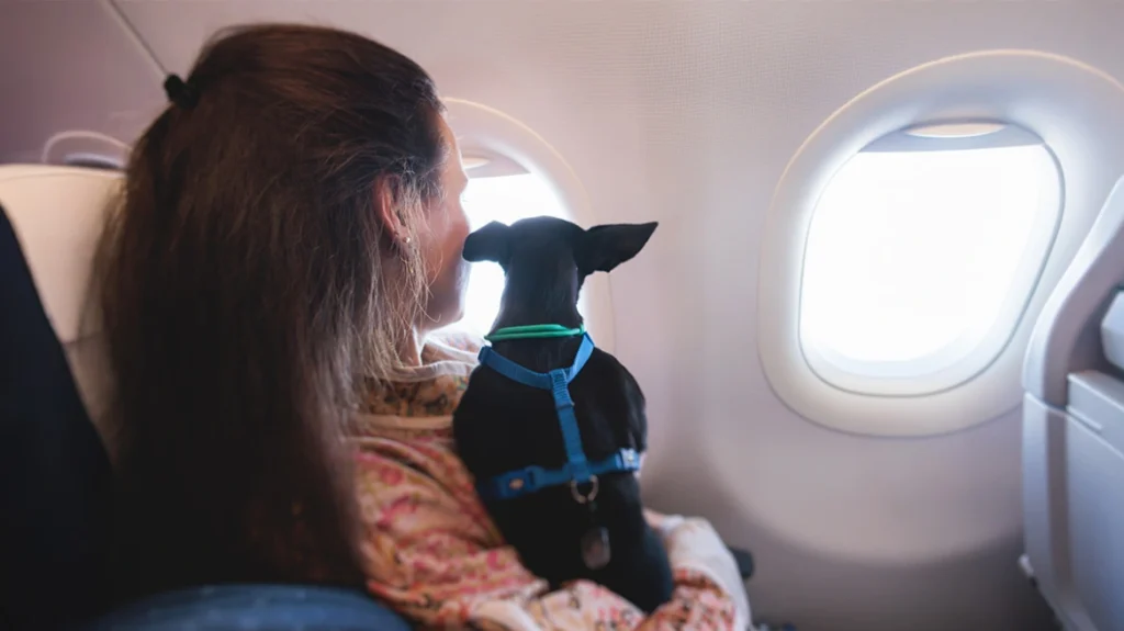 Πτήση για τον επαναπατρισμό Ελλήνων με κατοικίδια από το ΥΠΕΞ