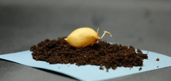 Επιστήμη- Αστροβιολογία: Επιστήμονες καλλιέργησαν ρεβίθια σε προσομοιωμένο σεληνιακό χώμα