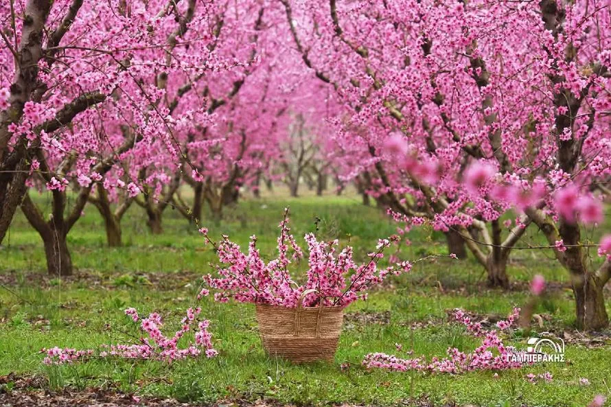 Ένας Μάρτης γεμάτος χρώμα και εμπειρίες στη Βέροια - Πλήρες πρόγραμμα για τις Ανθισμένες Ροδακινιές 2026
