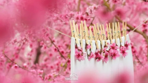 Ένας Μάρτης γεμάτος χρώμα και εμπειρίες στη Βέροια - Πλήρες πρόγραμμα για τις Ανθισμένες Ροδακινιές 2026