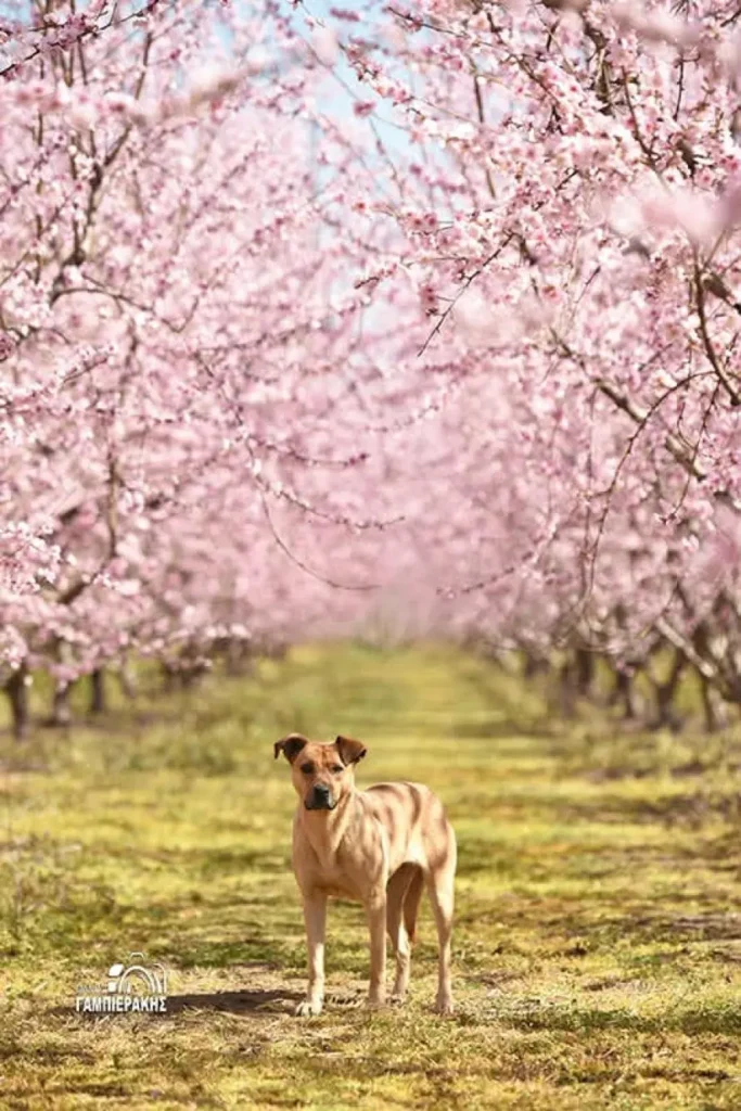 Οι ανθισμένες ροδακινιές της Ημαθίας ντύνουν την περιοχή με χρώμα - Ένα ζωντανό μωσαϊκό πολιτισμών και εμπειριών