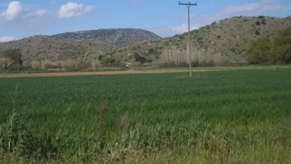 Η καλλιέργεια της αγριοαγκινάρας προσφέρει ενεργειακά και περιβαλλοντικά οφέλη, σύμφωνα με το Πανεπ. Θεσσαλίας