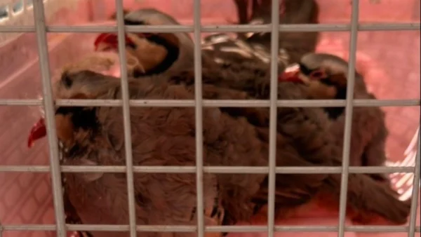 Αμπελόκηποι: Δικογραφία για παράνομη εκτροφή ζώων σε ταράτσα – Κατσίκες, κότες, πάπιες σε ακατάλληλες συνθήκες 