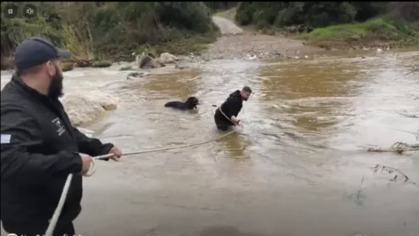 Χαλκιδική: Διάσωση δύο τσομπανόσκυλων που είχαν εγκλωβιστεί σε βράχους μέσα σε ποταμό
